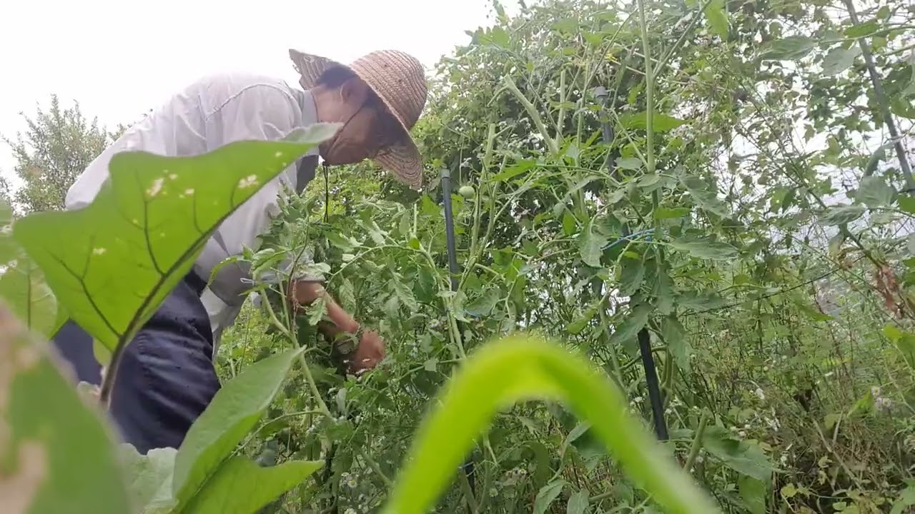 2025 7월초 엘림하우스(7. 터밭에서 토마토줄기 묶어주기)Early July, Elim House(Part7. Tying tomato stems in the garden)