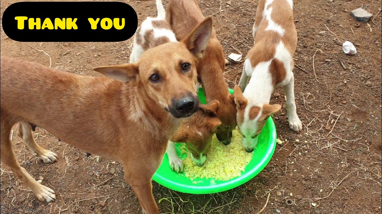 This Mother Dog Brings Her Puppies For Food || Feeding Hungry Dogs