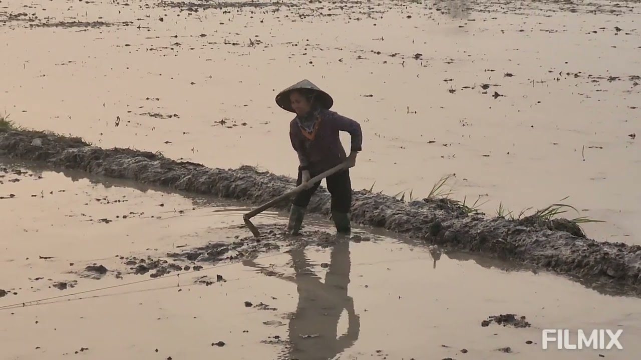Bài hát HAI QUÊ của Đinh Miên Vũ