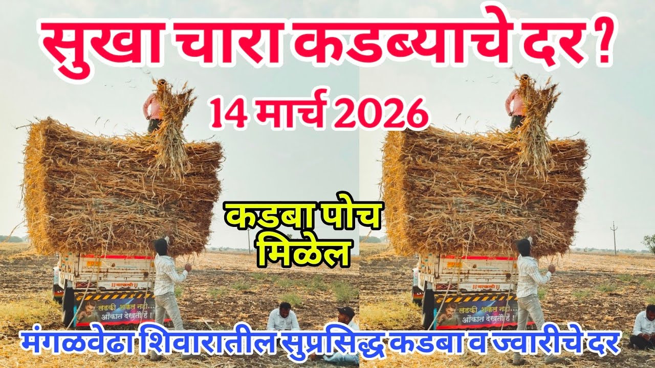 मंगळवेढा बोराळ शिवारातील कडबा , ज्वारी दर ?#sangola_bazar #कडबा_चारा #भुसा #तूर #कडबा_पेंढी #hf_cow 