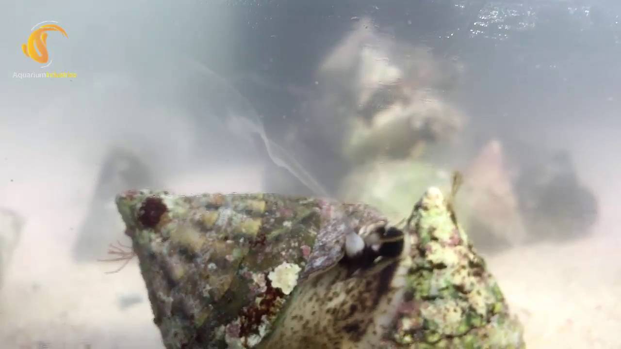 Trochus Snail Spawning