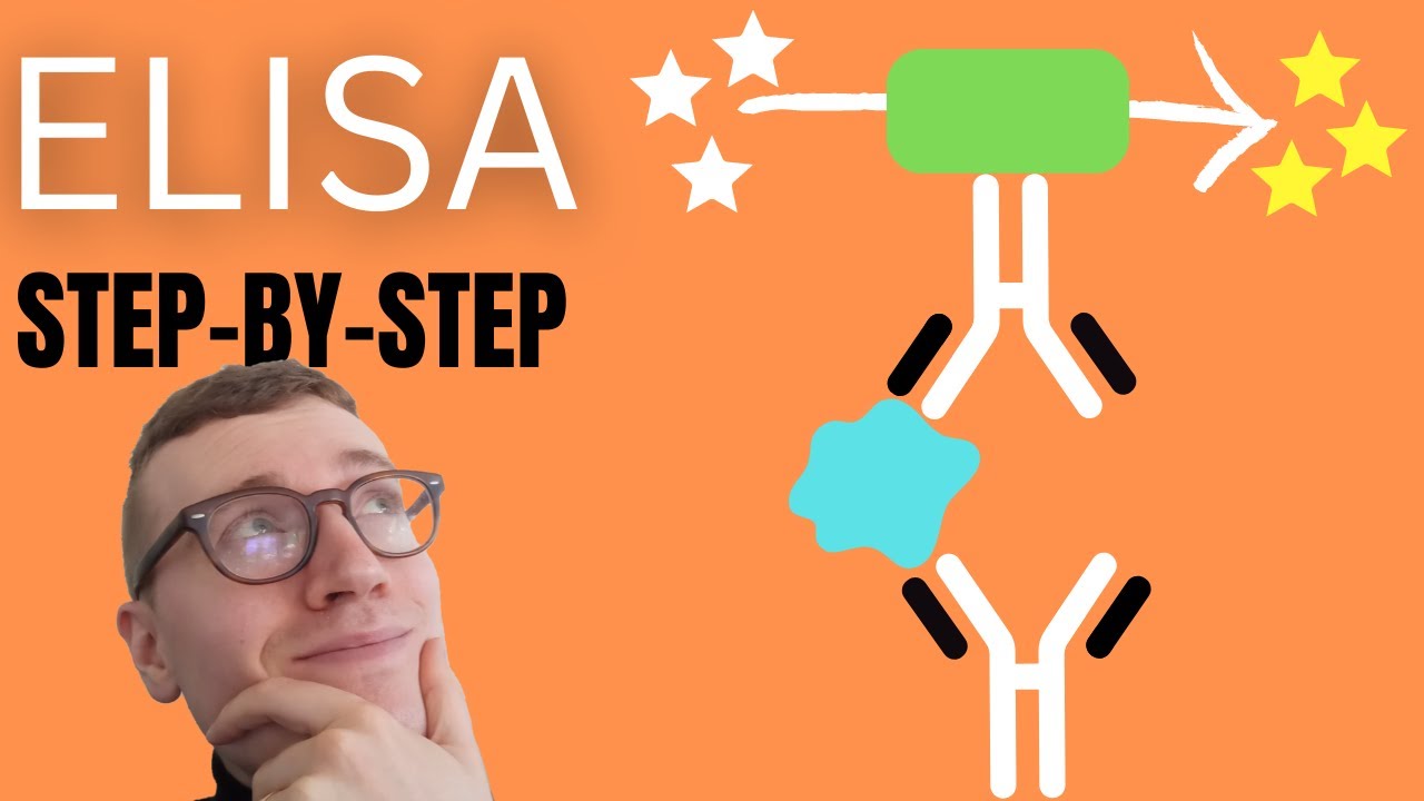 4 Steps of ELISA (Enzyme-Linked Immunosorbent Assay Simply Explained)