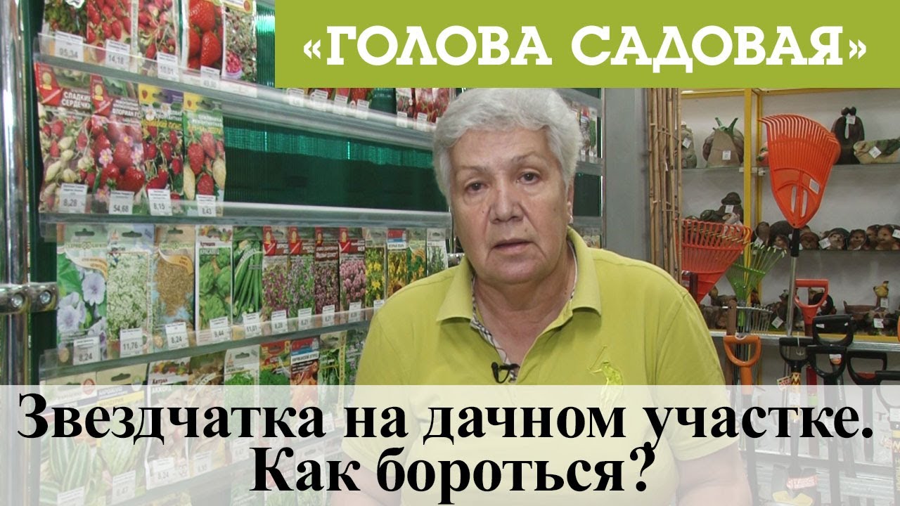 Голова садовая - Звездчатка на дачном участке. Как бороться?