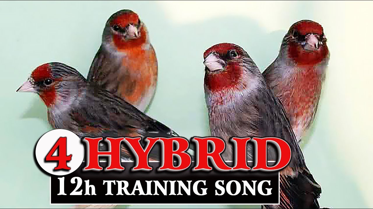 Goldfinch mule 12h Training Songs