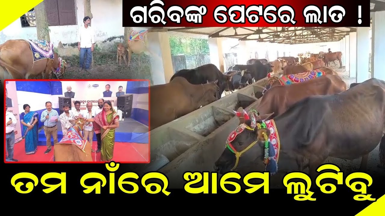 ତମ ନାଁରେ ଆମେ ଲୁଟିବୁ || odisha news live @onliveodisha 