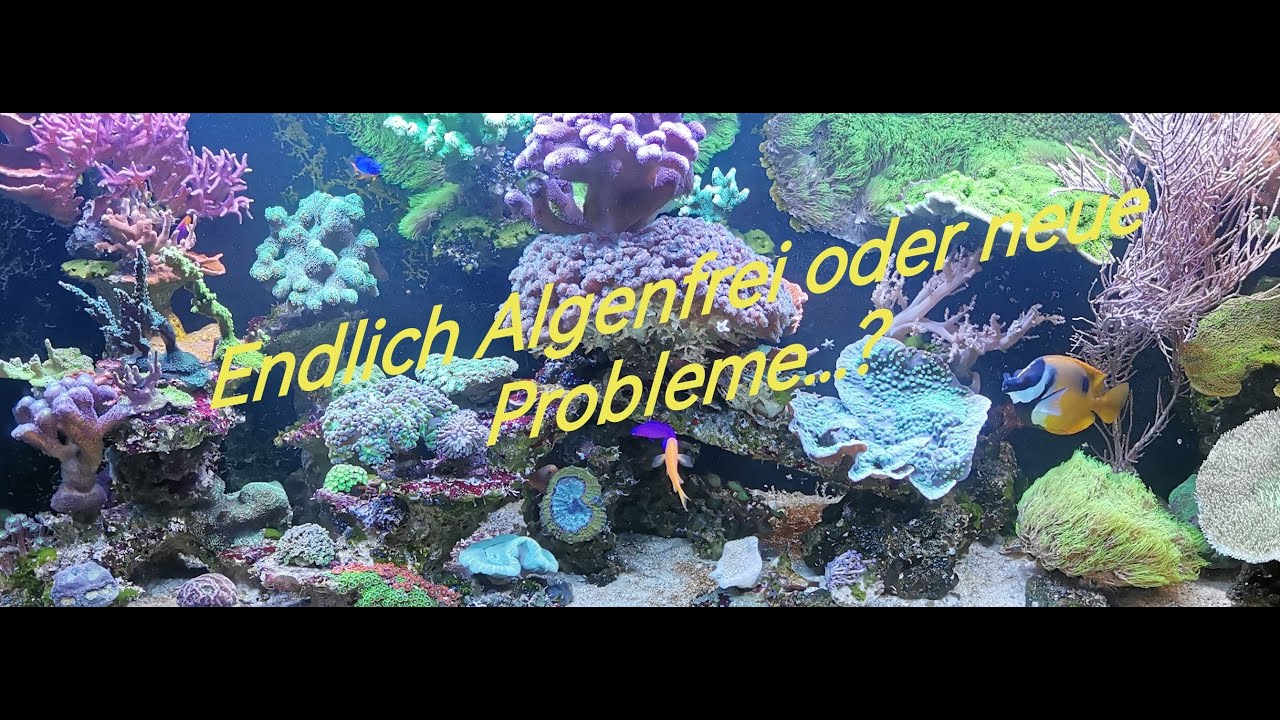 Fadenalgen weg dafür neue Probleme...!