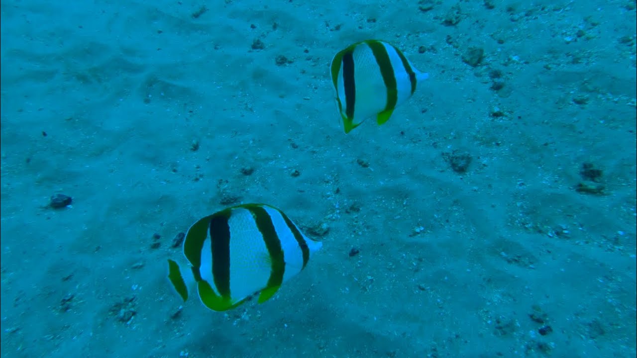 🤿 Deep Dive @ Durban - 22 March 2021 - #1 Reef - Raggies