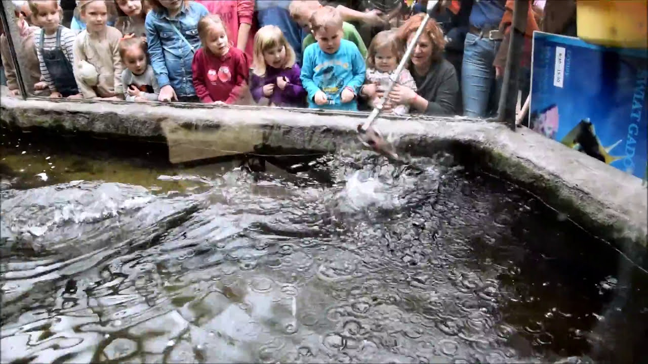 karmienie kajmanów - Stare Zoo