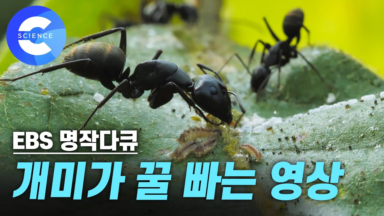 신기한 개미의 생태계. 공존하며 살아가는 개미와 나비