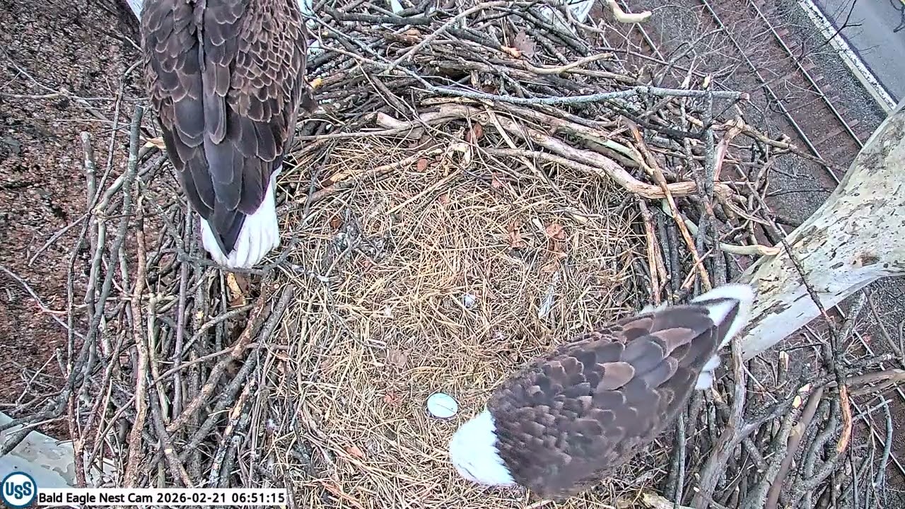 USS Bald Eagle Nest Cam on 2-21-26 @ 6:50:39 Irvin in for morning sit.  Great view of egg.