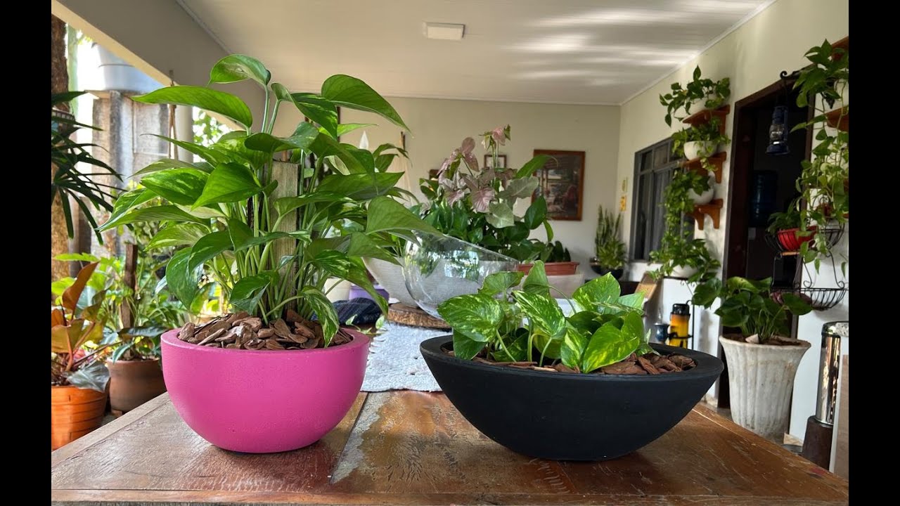 VAMOS FAZER JUNTOS, UMA BACIA DE JIBOIAS? LINDA DECORAÇÃO PRA AMBIENTES INTERNOS.  Ateliê Florescer