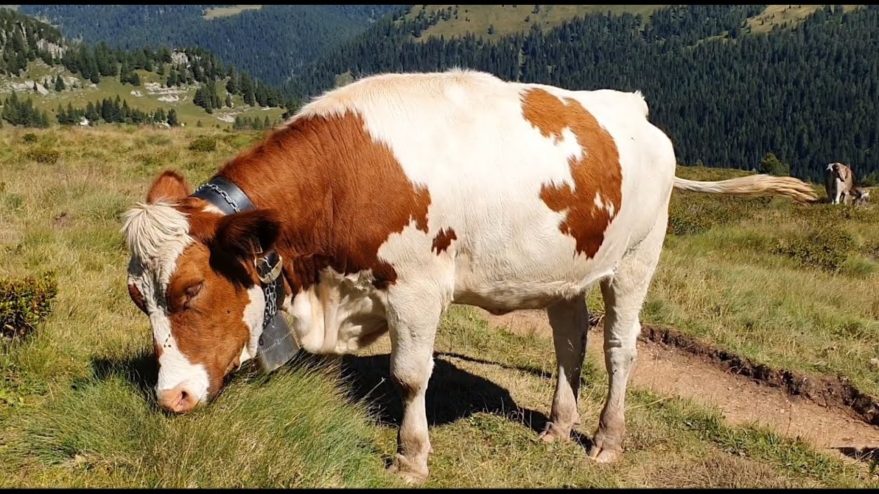 Mucche libere. La natura siamo noi.
