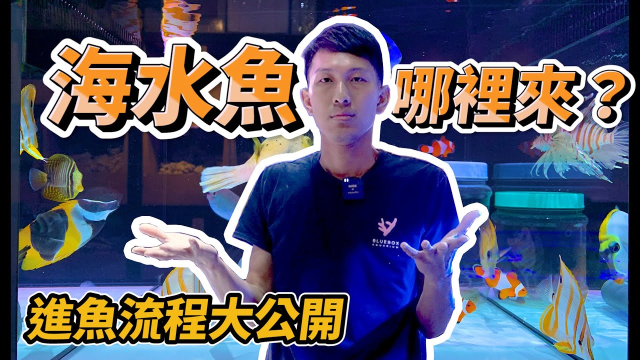 【藍箱水族】海水魚都從哪裡來？進魚流程大公開！水族館的海水觀賞魚！(CC) How we get salt water aquarium ornamental fish?