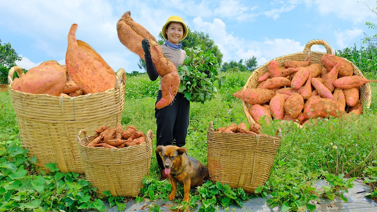 Harvesting the Sweet Potato Garden Goes To Market Sell - Cook Potato Porridge, Farm | Tieu Lien