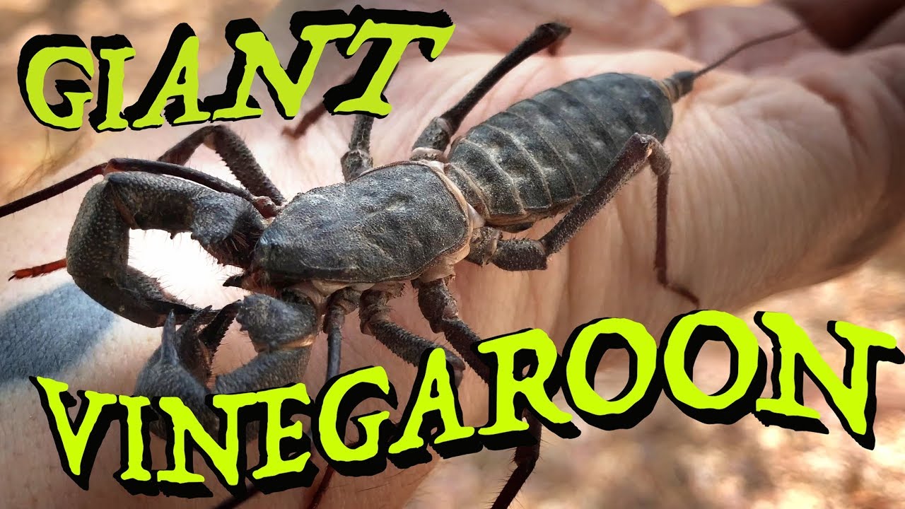 Vinegaroon / Giant Whip Scorpion - Smells Like Long John Silvers