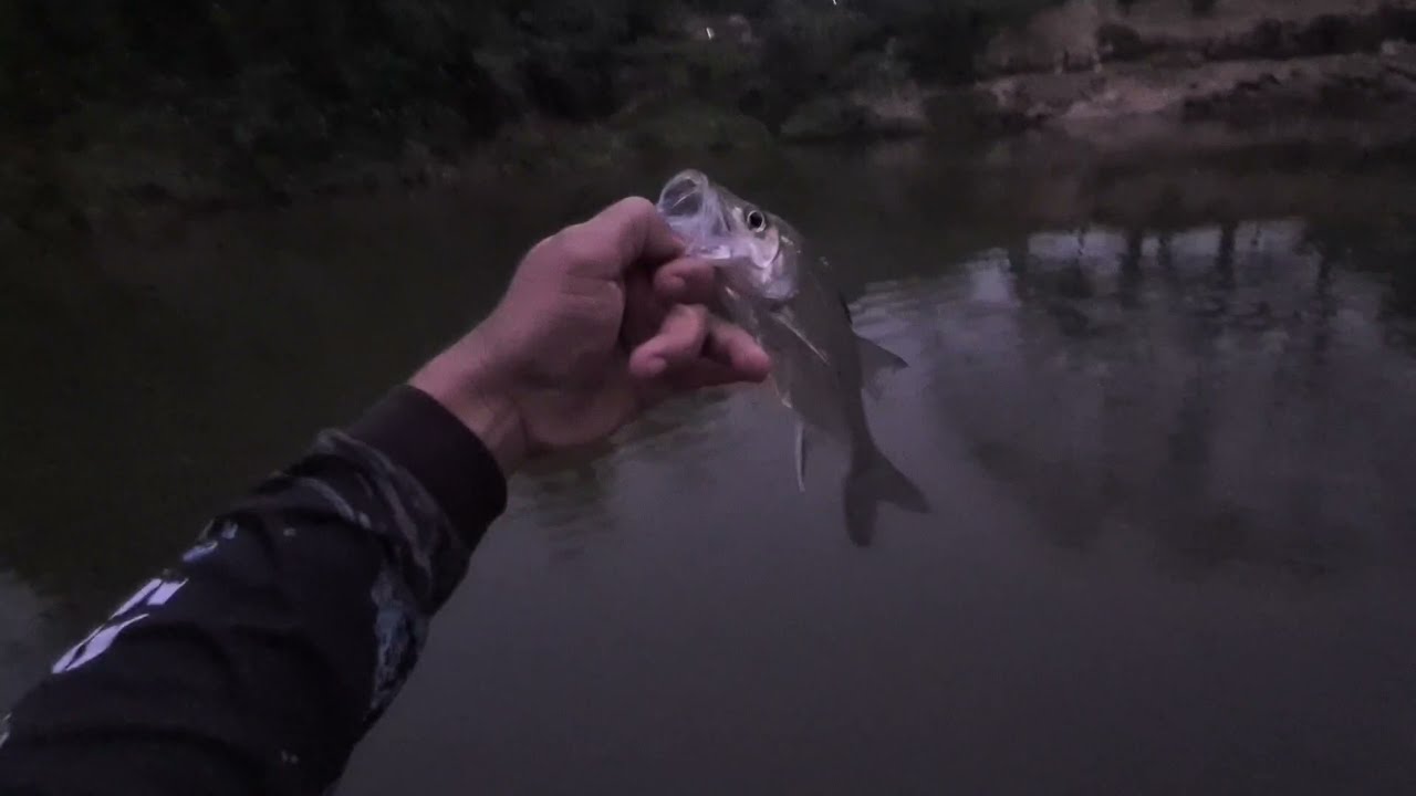 Pescaria à Noite de Robalo no Rio Cubatao, Santa Catarina - Ultra Light com Micro Camarão