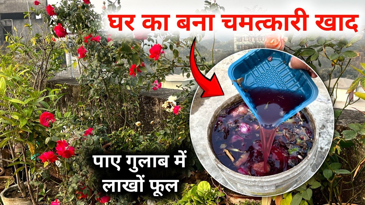 घर पर बनाएं ये फर्टिलाइज़र | गुलाब में आएंगे लाखों फूल | Best Homemade Fertilizer for Rose