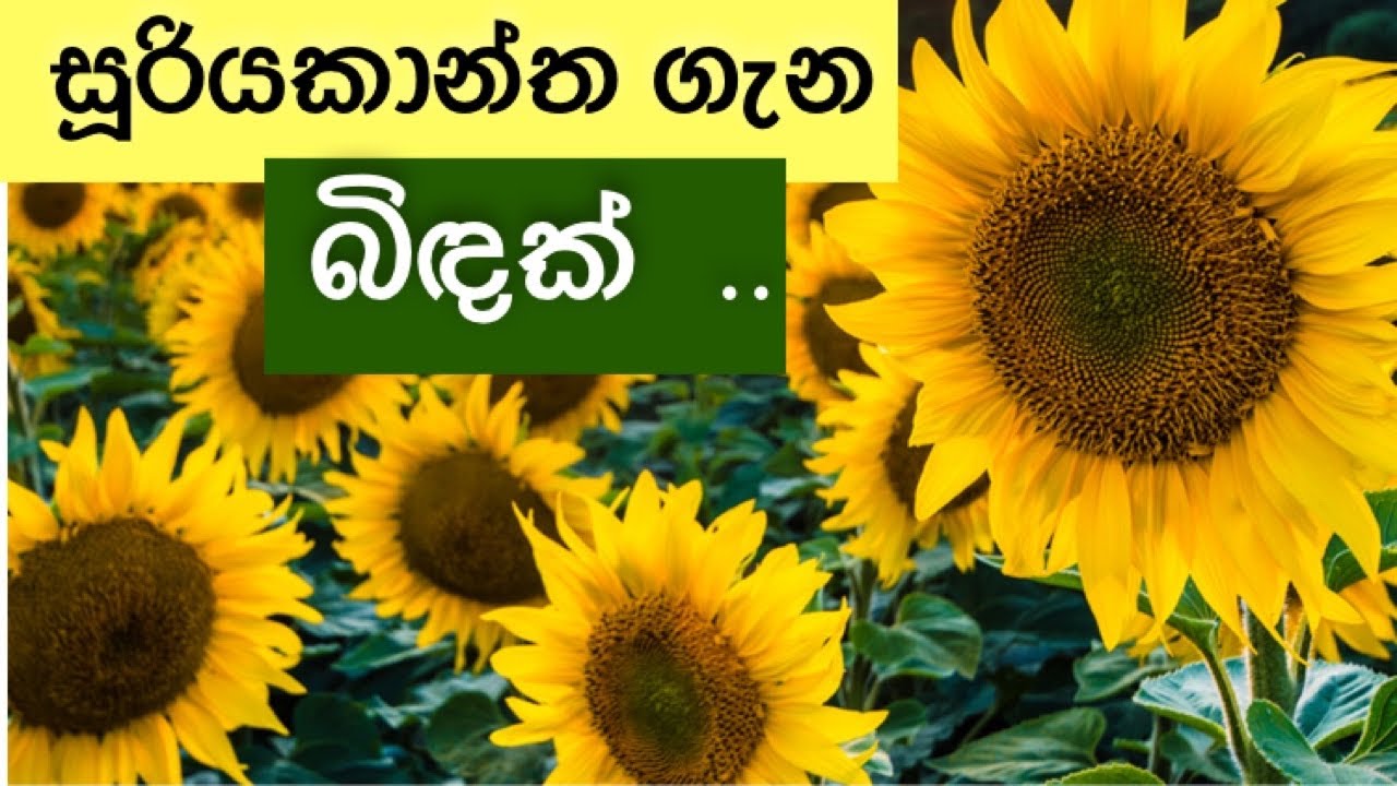 සූරියකාන්ත මෙතරම් වටිනවද? All about Sunflower| Ceylon Agri | Gasaka Waruna
