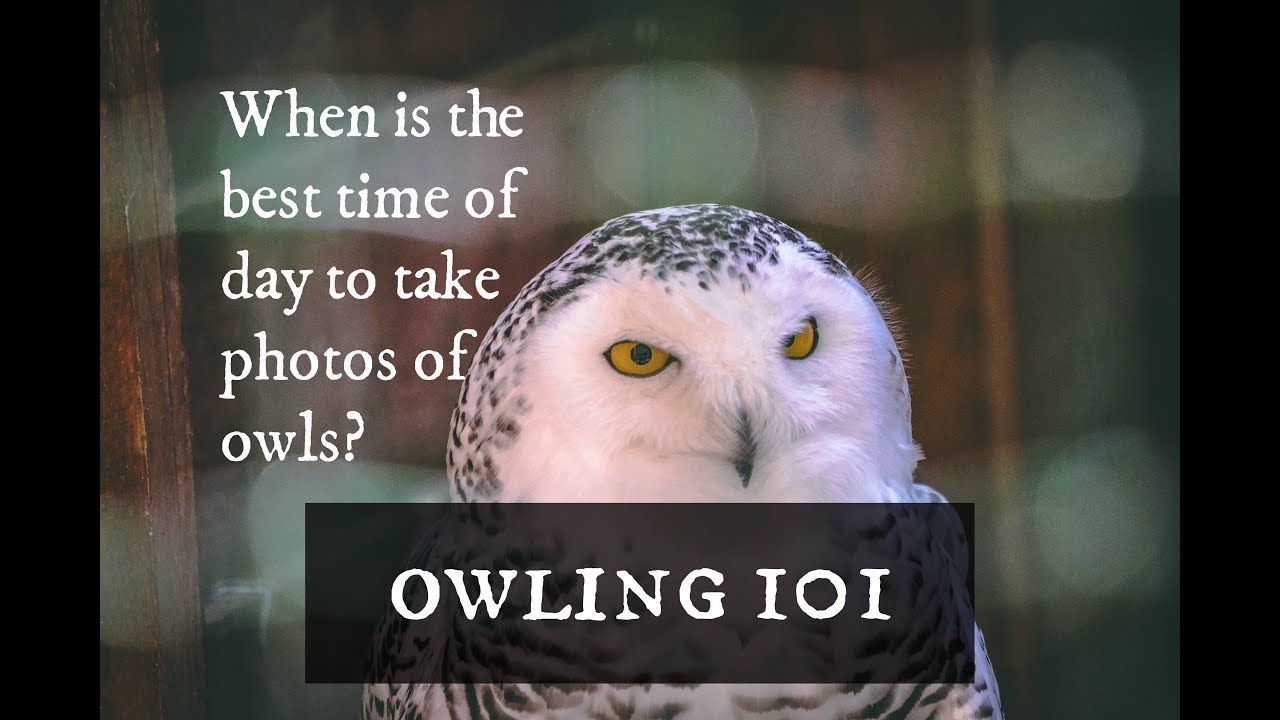 When is the best time of day to take pictures of owls?