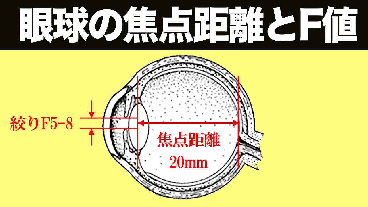 【人間の眼の焦点距離は何ミリか？】を検証したら驚きの結果に？！・・・眼の構造を解き明かしながら「カメラ」と「写真」の本質に迫ります！