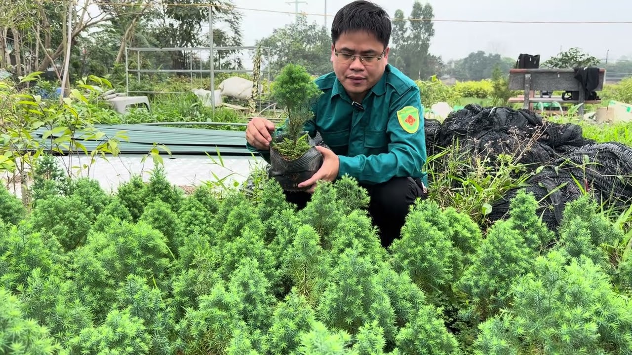 BÁO GIÁ CÂY GIỐNG HOÀNG ĐÀN TUYẾT LẠNG SƠN 500K/CÂY, CAM KẾT CHUẨN GIỐNG | 0764 456 123