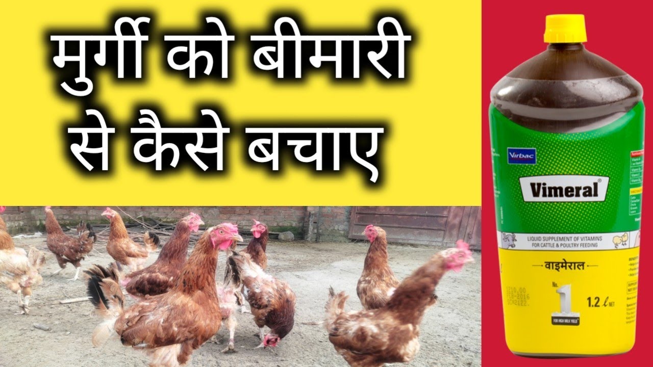 मुर्गी को बीमारी से कैसे बचाए, multivitamin vimeral for hens in hindi   || 2021 ||