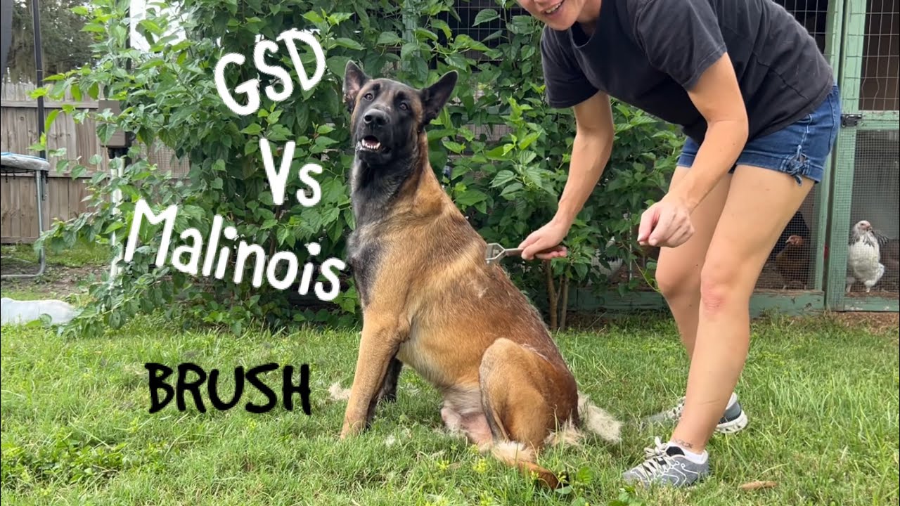 Brush Belgian Malinois Vs German Shepherd