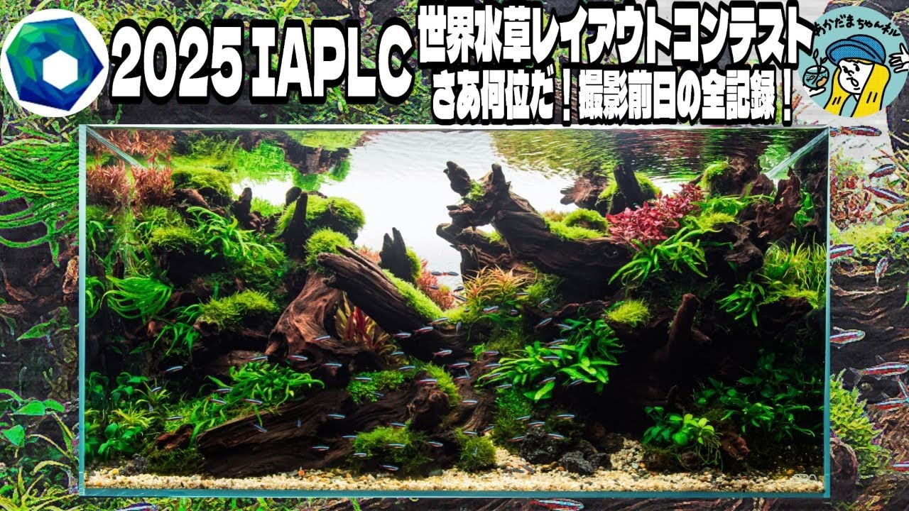 【iaplc】前日最後の悪あがきをお届けします（さあ何位だ！あかだまちゃんの世界水草レイアウトコンテスト2025iaplc！90センチキューブガーデンで挑む）