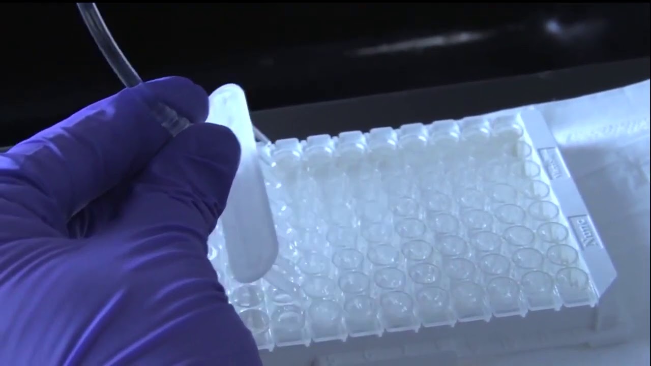 How to Hand Wash and Dry an ELISA Plate