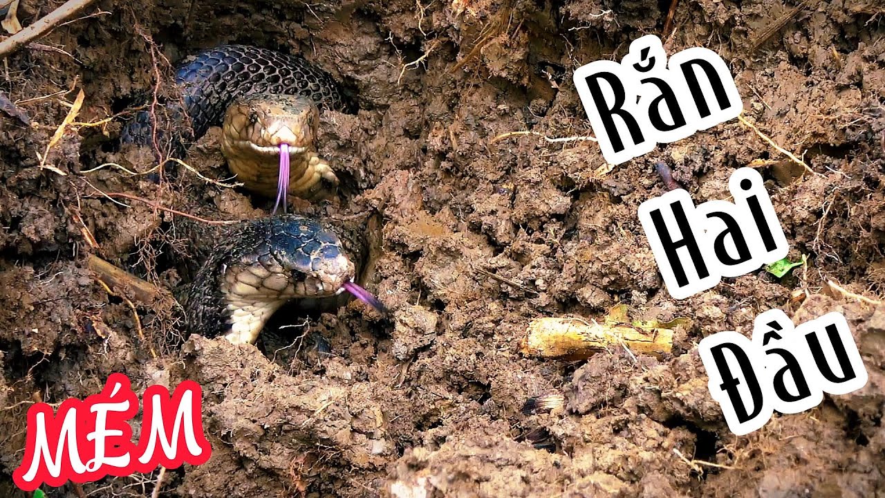 Nhầm Con Rắn Hai Đầu| Mười Thương Săn Bắt