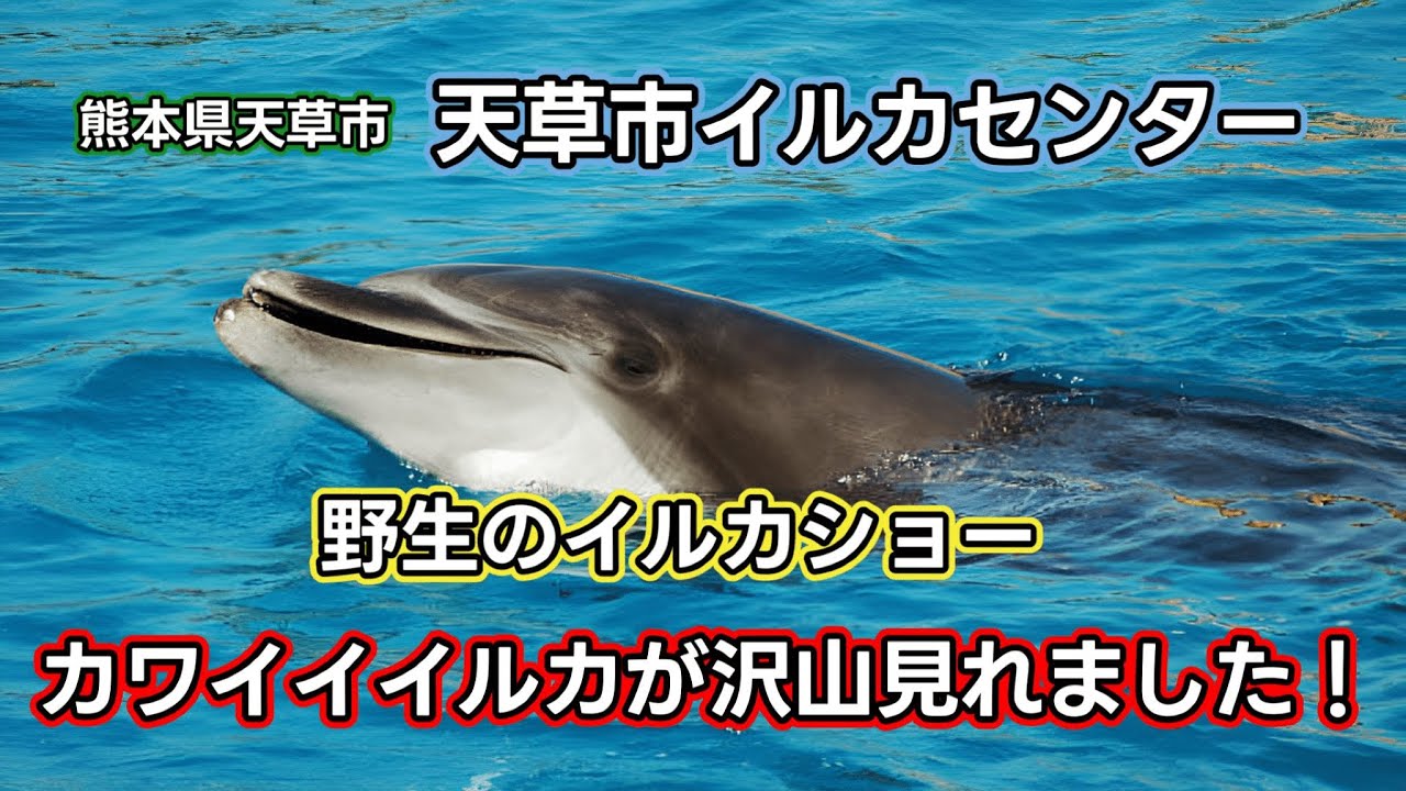 【野生のイルカウォッチング】熊本県天草イルカセンターで世界でも珍しいイルカウォッチングに参加したらカワイイイルカが沢山見れました！