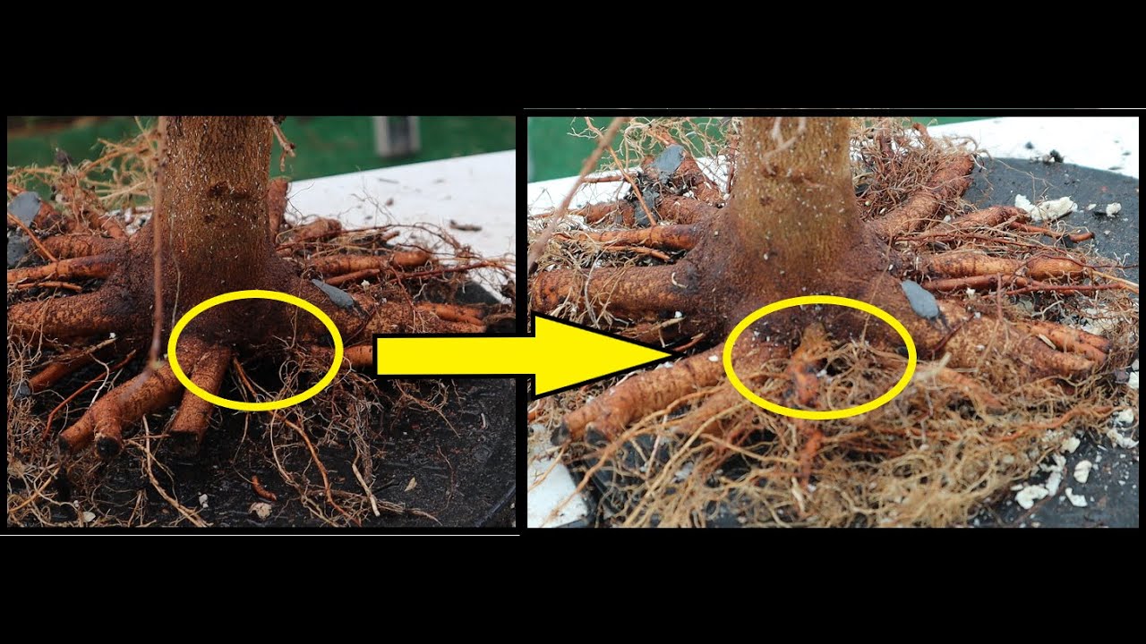 Thread Graft / Root Graft Tutorial : Part 2 (Drilling and Attaching Seedling)