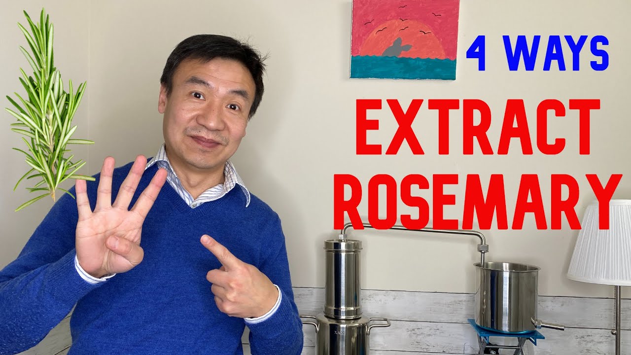 4 Ways to Extract Rosemary at Home Infusion Tincture Tea Distillation, Benefits of Rosemary