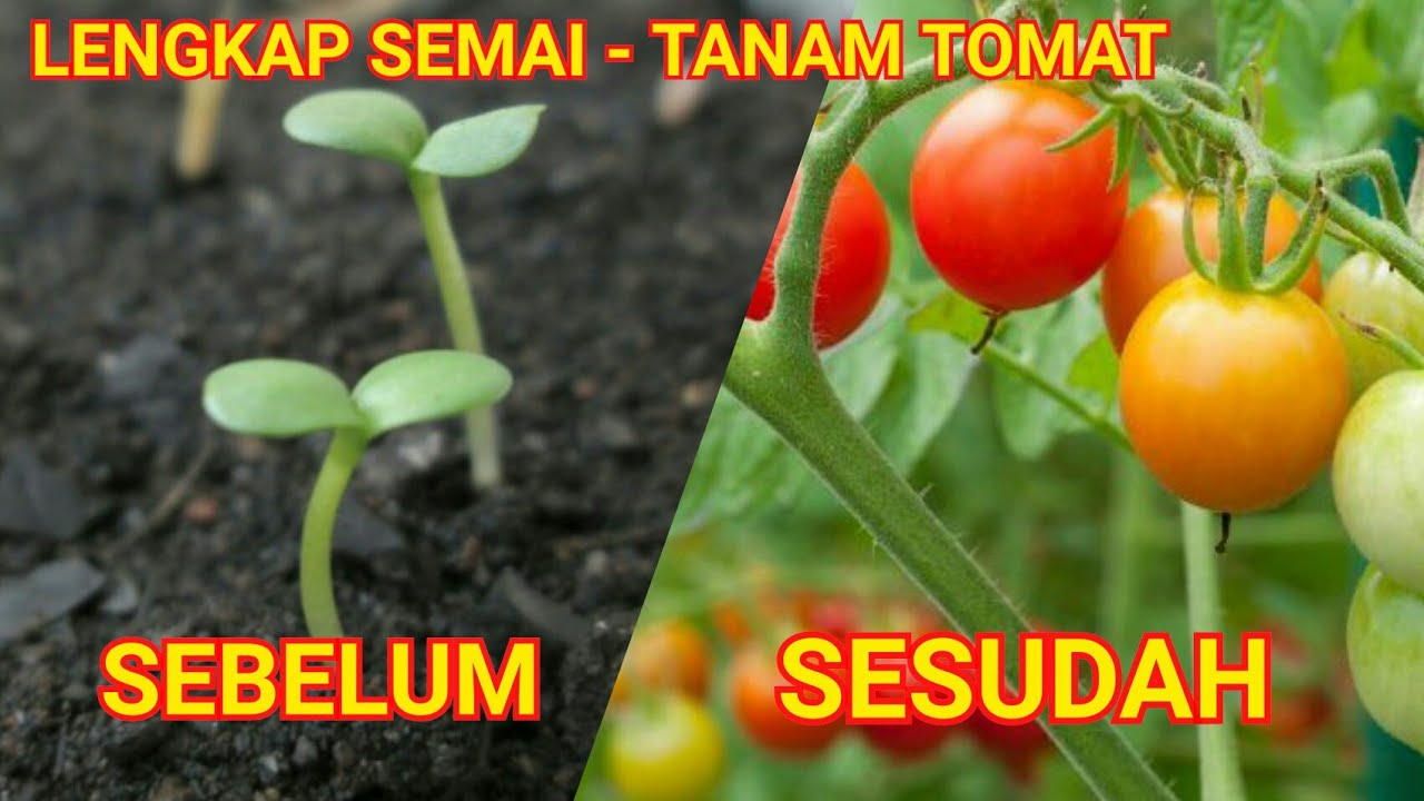 Cara Mudah Semai Tomat dan Menanamnya Hingga Berbuah