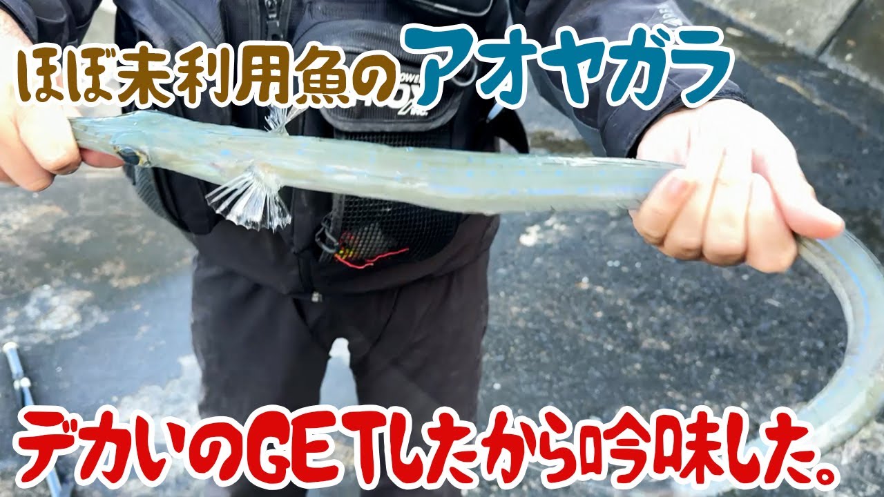 ほぼ未利用魚のアオヤガラ、デカいのGETしたから吟味した。