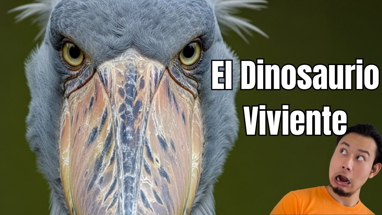 La Triste Verdad sobre el Picozapato: ¿Se extinguirá mañana?