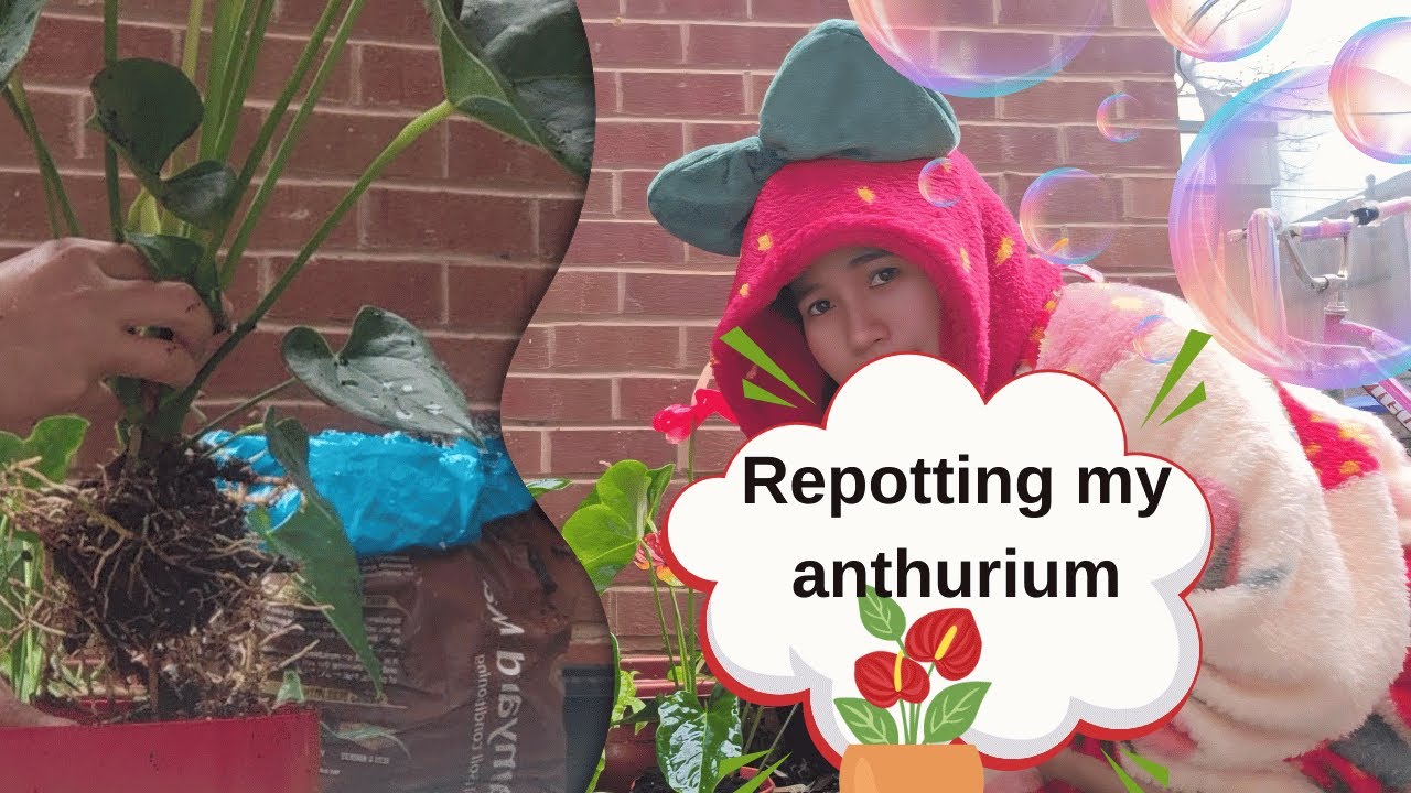 Repotting my anthurium