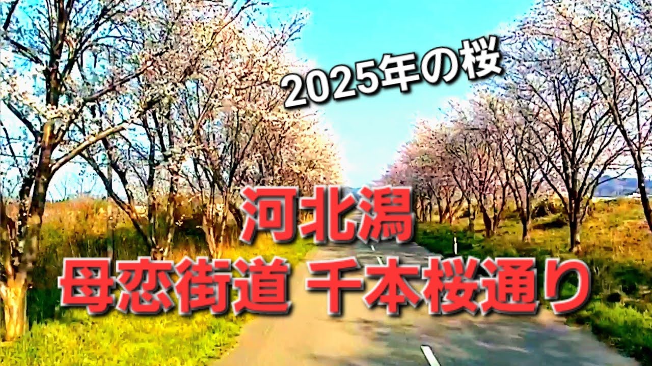 内灘 河北潟 母恋街道 千本桜通り 2025年の桜をご覧下さい。