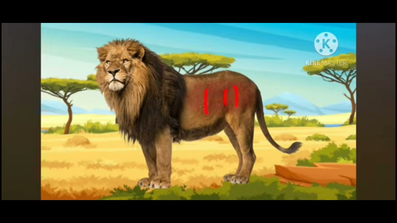 Abc. animals. Leho.  Lee