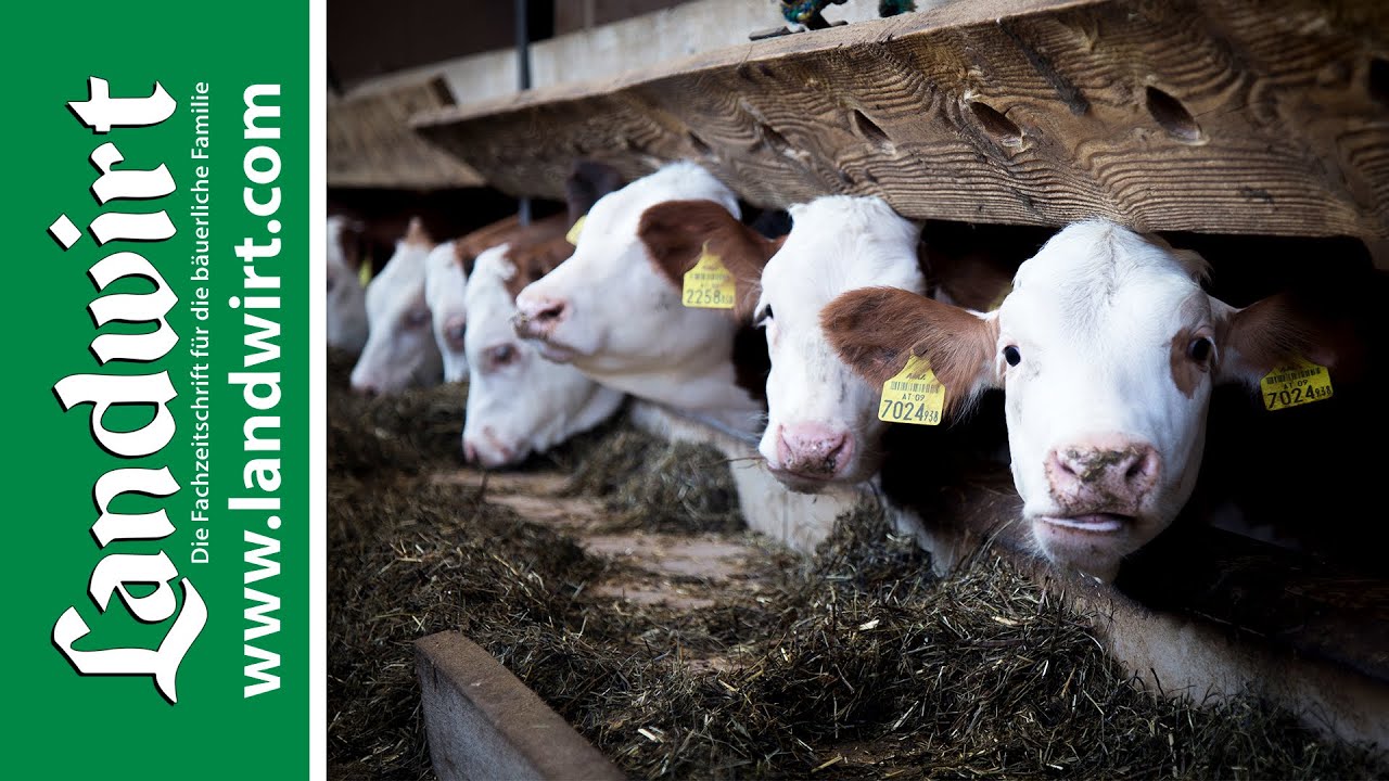 Kälberaufzucht mit dem richtigen Futter | landwirt.com