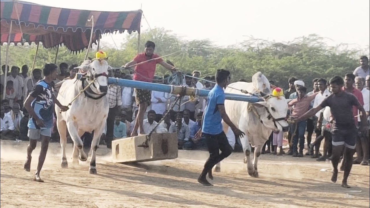 పోల్కల్ గ్రామంలో బండ లాగు పోటీలు 6 పళ్ళ విభాగం డ్రాలో  8వజాతగా ముళ్ళ హుస్సేన్ భాష గారు బాపనపల్లి 