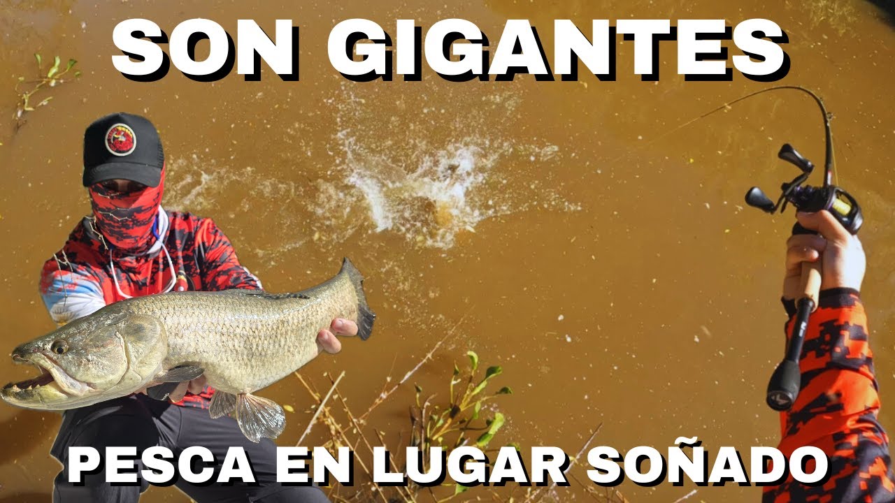 PESCANDO TARARIRAS CON SE&Ntilde;ELO ‼️ TARARIRAS GIGANTES 🤯