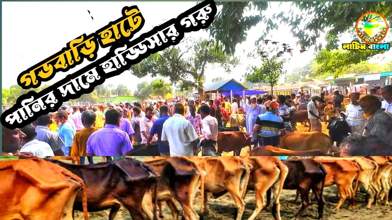 ক্রেতা নেই তাই গরু বিক্রি হচ্ছে পানির দামে,খামারিদের জন্য সুখবর। 