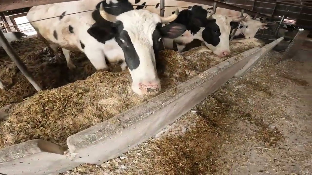 Feeding Cows on the Coldest Snowiest Days of Winter '26