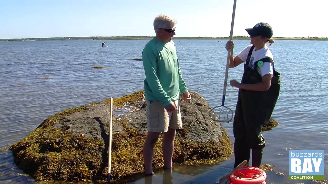 Clamming in Buzzards Bay