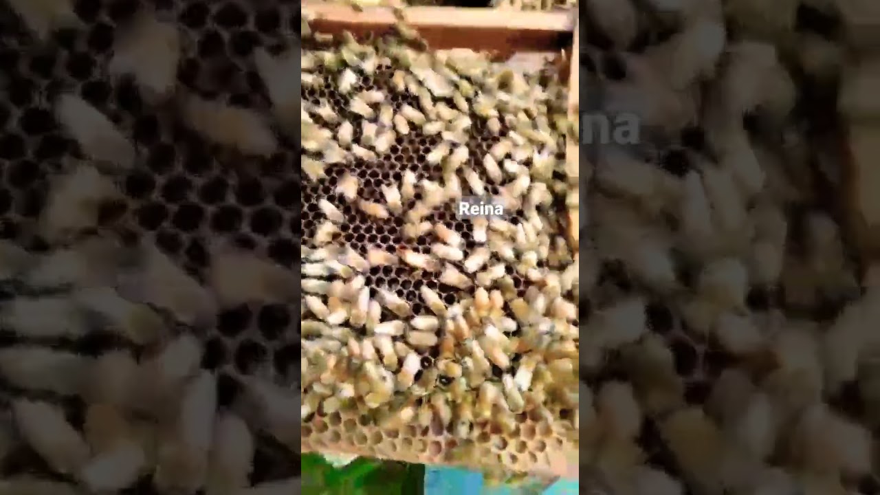 abeja reina   #apicultura #bee #argentina #honey #beekeeping #honeybee #colmena #farming