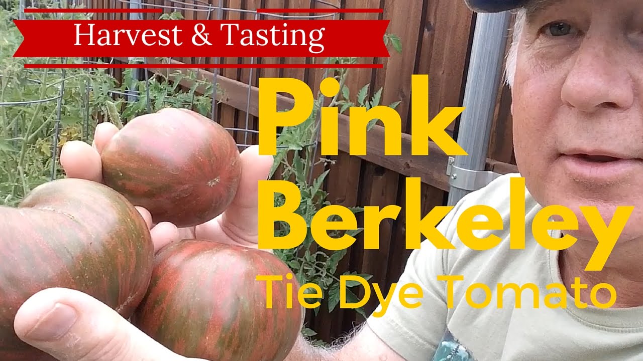 Harvest & Tasting Pink Berkeley Tie Dye Tomato