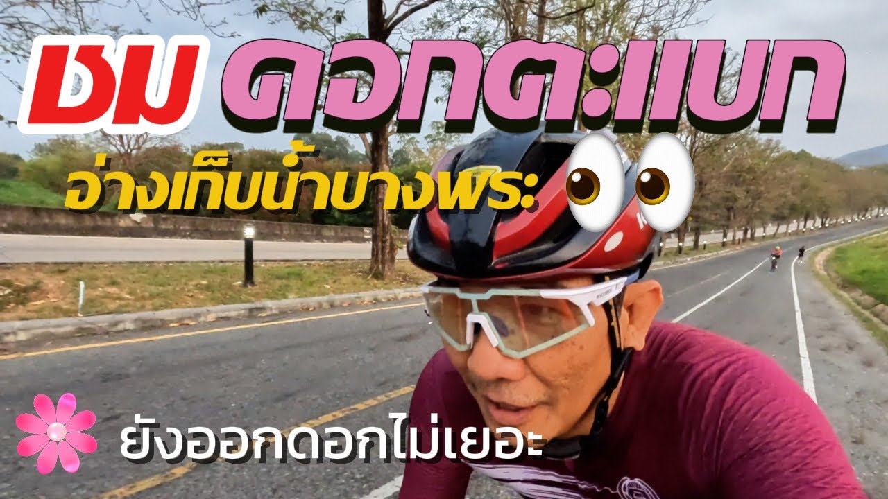 ดอกตะแบกบานหรือยังไปดูกัน? Date 15-2-2026