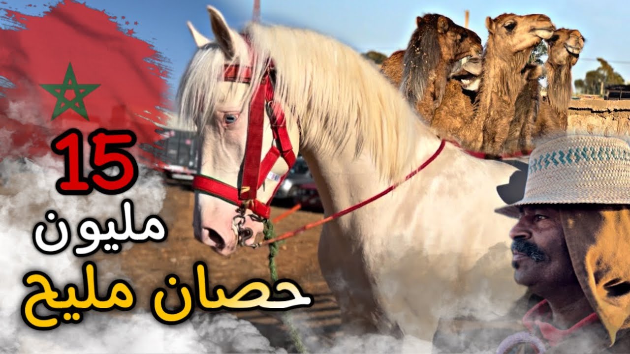 خيول مليحة ليوم فلقفاف واحد تعطات فيه 11 مليون وسخاش بيه مولاه 😱 .. حصان لونه نادر ماشاء الله