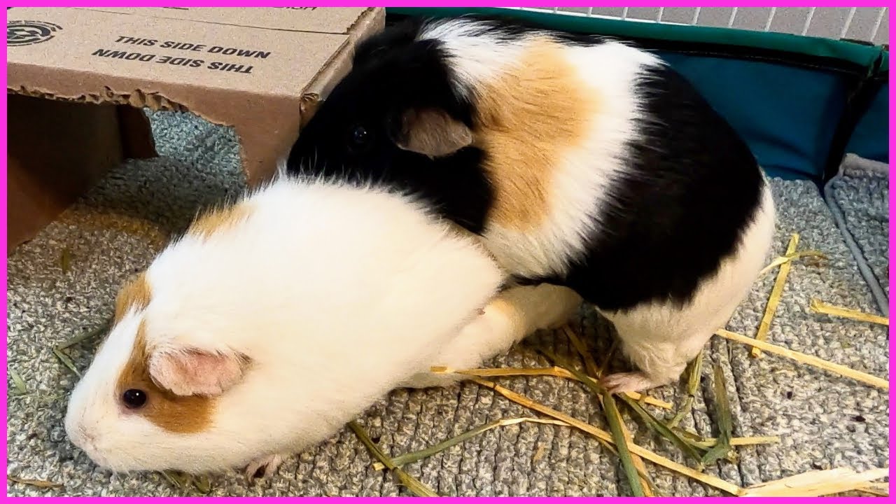 Guinea pigs are weird